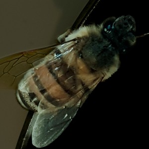 12112017 CEA-2 abeja